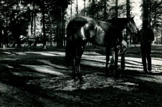 Cooling Off, Saratoga Race Course