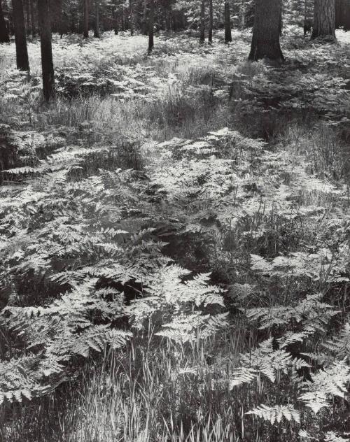 Ferns, Valley Floor, Yosemite National Park, 1945