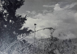 Alpine flower