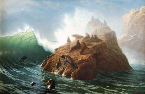 Seal Rock
