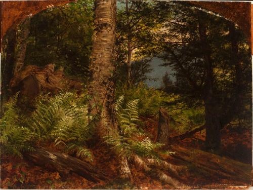 Study of Ferns